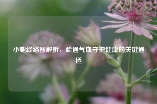 小腿经络图解析，疏通气血守护健康的关键通道