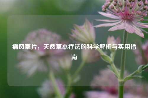痛风草片，天然草本疗法的科学解析与实用指南