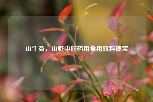 山牛蒡，山野中的药用食用双料瑰宝