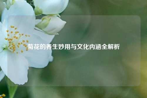 菊花的养生妙用与文化内涵全解析