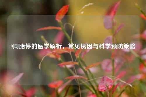 9周胎停的医学解析，常见诱因与科学预防策略
