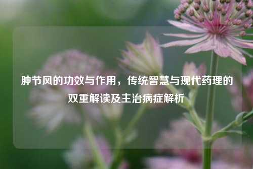 肿节风的功效与作用，传统智慧与现代药理的双重解读及主治病症解析