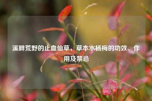 溪畔荒野的止血仙草,草本水杨梅的功效、作用及禁忌