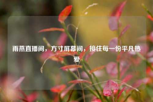 雨燕直播间,方寸屏幕间,接住每一份平凡热爱