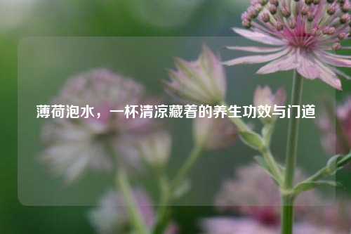 薄荷泡水，一杯清凉藏着的养生功效与门道