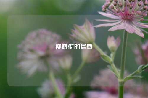 柳荫街的晨昏