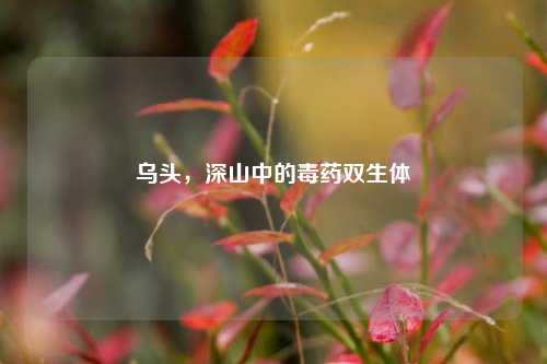 乌头，深山中的毒药双生体