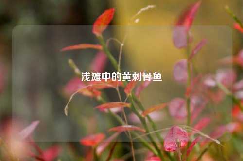 浅滩中的黄刺骨鱼